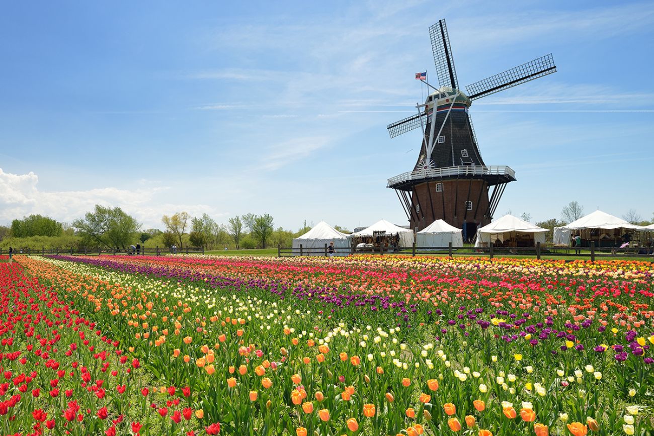 Tulip Festival Holland MI 2023 climate change and what to expect this